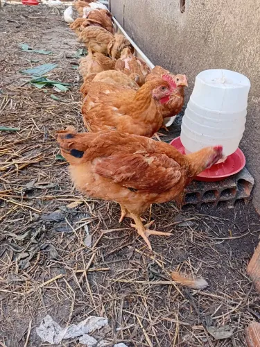 Frangos caipira
