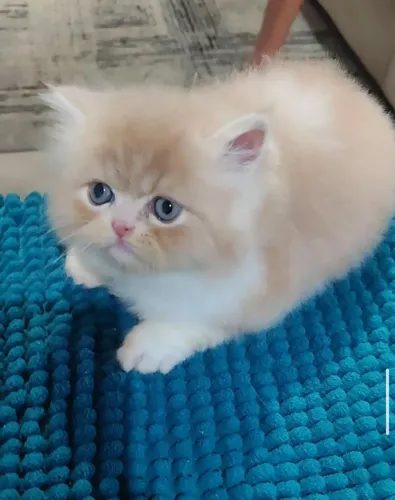 Gatinho persa filhote 