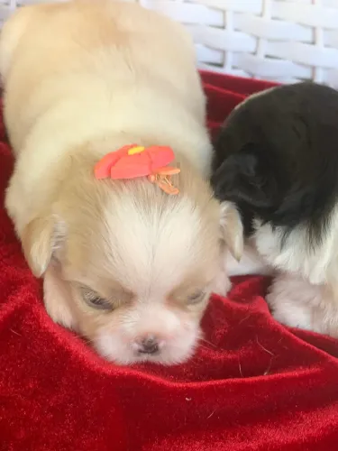 Shihtzu