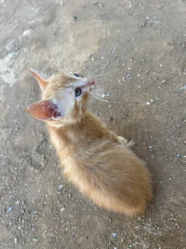 Gato