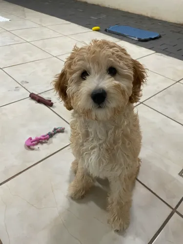 Doação mistura de poodle