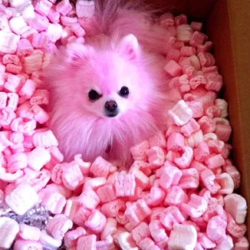 Spitz Alemão Carinho que traz harmonia