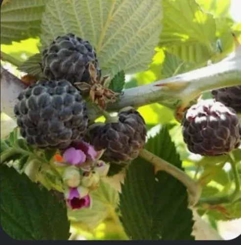 Muda de framboesa negra