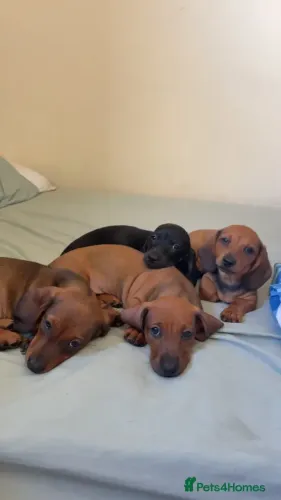 Baby Teckel/Dachshund/Salsicha/Salsichinha/Basset/Cofap espertos e alegres