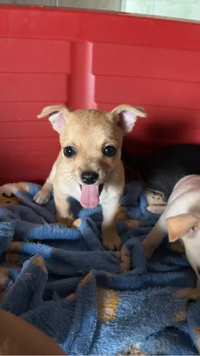 Chihuahua 