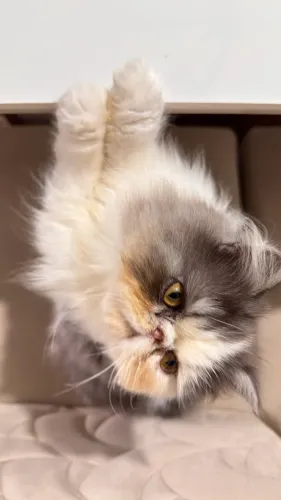 Gato persa macho