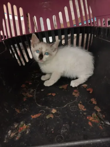 Gatinho pra adoção 