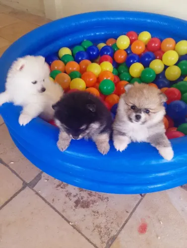 filhotes de Spitz Alemão/ Lulu da pomerânia