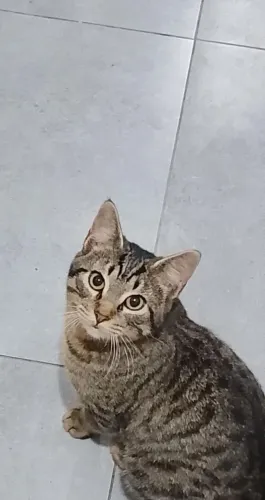 Doa-se gato filhote macho