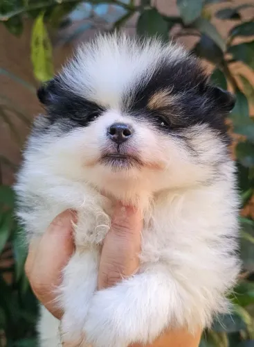 Spitz alemão anão fêmea ursinha