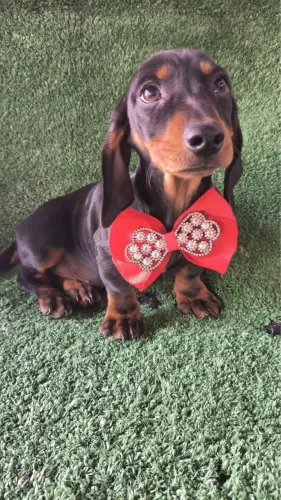 Filhotes basset macho 