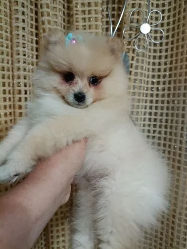 Spitz alemão fêmea com pedigree em 10x de $360 entregamos no Litoral Norte