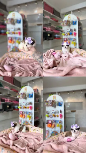 Shih Tzu Fêmea 10x R$190