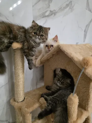 Vendo gato Persa.