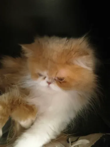 Bom dia, tem uma gata persa da cor red a procura de um namorado da mesma raça