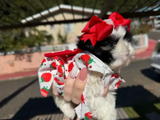 Shih Tzu mini fêmea