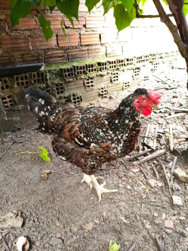 Vendo uma galinha sertaneja balão 250 reais