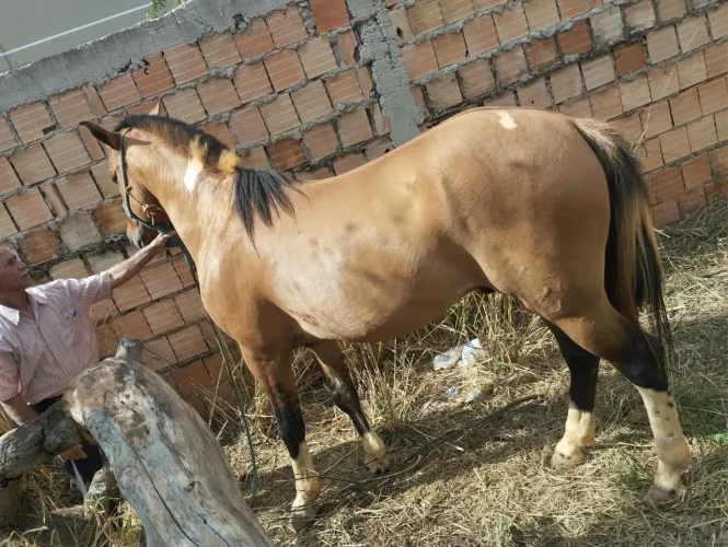 Cavalo quarto de milha