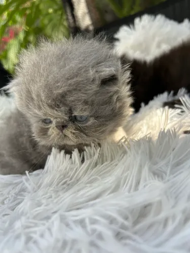 Gato persa