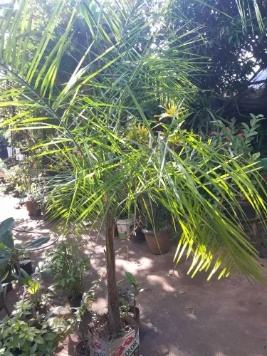 GUAIROBA OU PALMITO AMARGO 