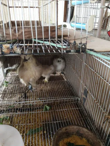 Pintinho da raça sedosa do Japão 