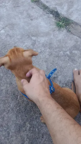 Estou doando um filhote de cachorro macho