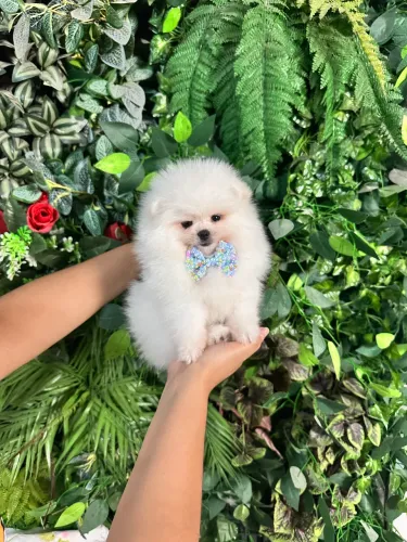 LULU DA POMERANIA ANÃO