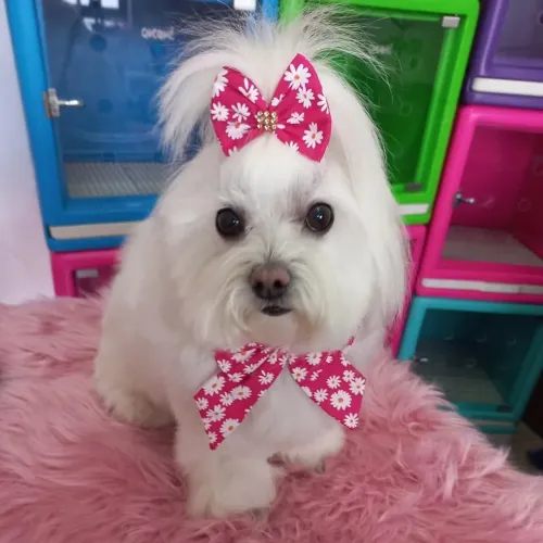 Cuidadora dos Pets