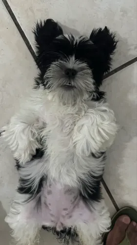 Vendo lindo filhote da raça shih Tzu