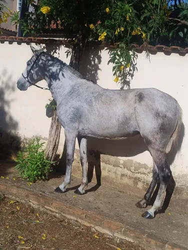 Égua 