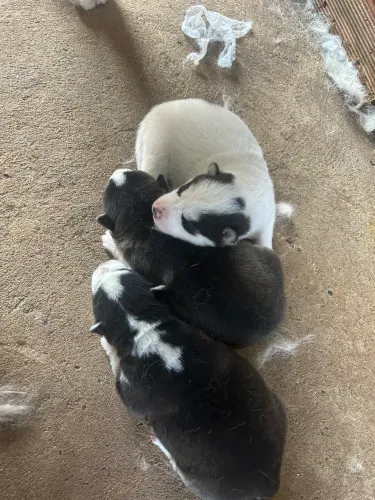 Filhotes de Husk Siberiano