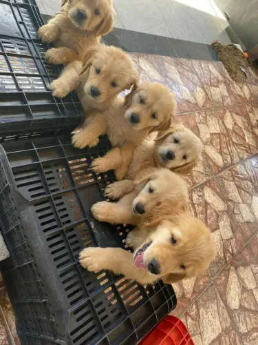 Lindos Golden puros machos e fêmeas entrego e divido no cartão se precisar 