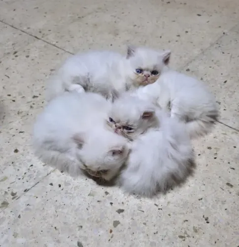 Gato Persa lindos filhotinhos com beleza única