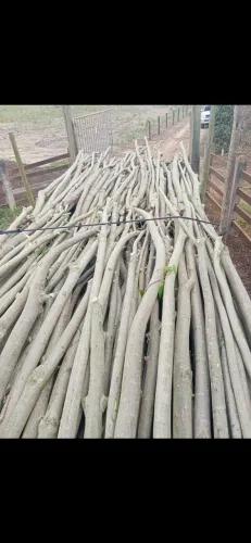 Estaca de gliricidea pra Pimenta do Reino
