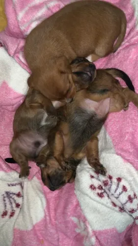 VENDO FILHOTE PINSCHER 