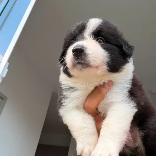 Border Collie - Alto Padrão