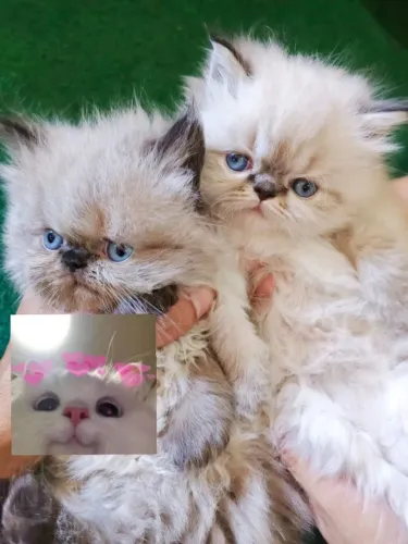 Gato Persa lindos filhotinhos com padrão elite