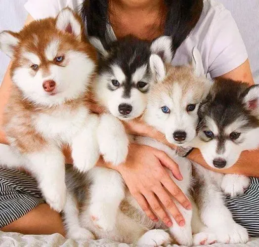 Filhotinhos Husky de rara beleza e temperamento equilibrado