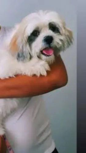 Shihtzu fêmea 8 meses