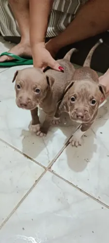 Filhote de Pitbull pra vender em Juazeiro Bahia