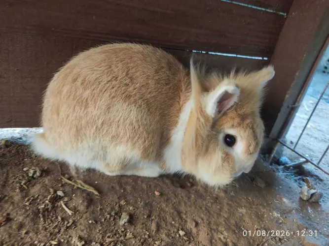Mini lion
