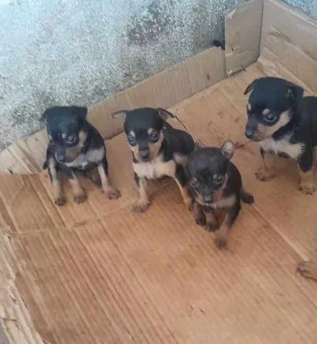 Cachorro pinscher