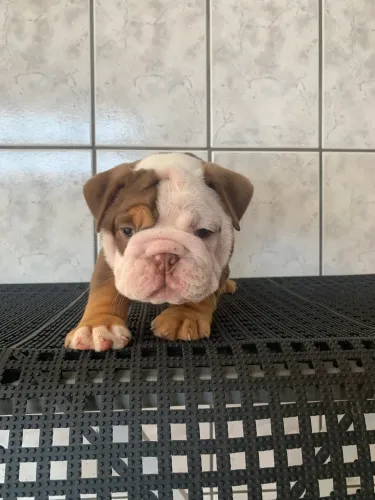 FILHOTES BULLDOG INGLÊS EXÓTICOS