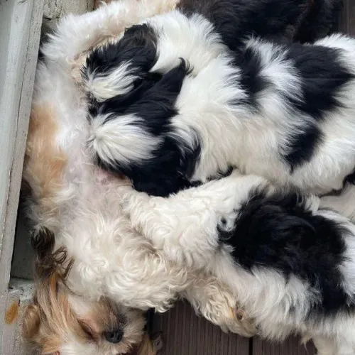 Filhotes de Shih Tzu | Seu lar mais completo!