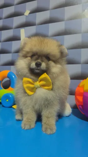 Lulu Pomerania femea ou machinho 