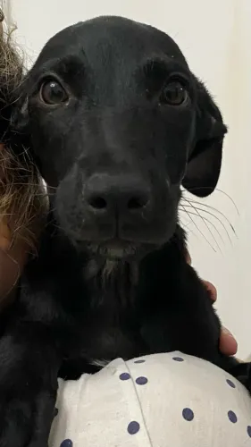Filhote fêmea de Labrador 