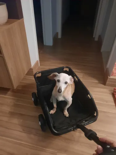 Carrinho pet