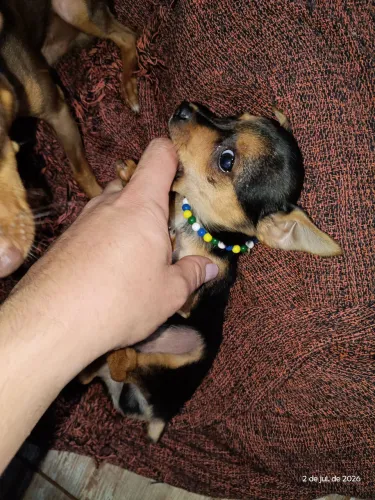 Pinscher macho muito baixinho e pequeno 