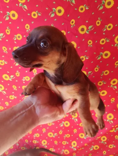 Dachshund femea