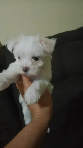 VENDO DUAS LINDAS FILHOTES DE MALTÊS MICRO!!!